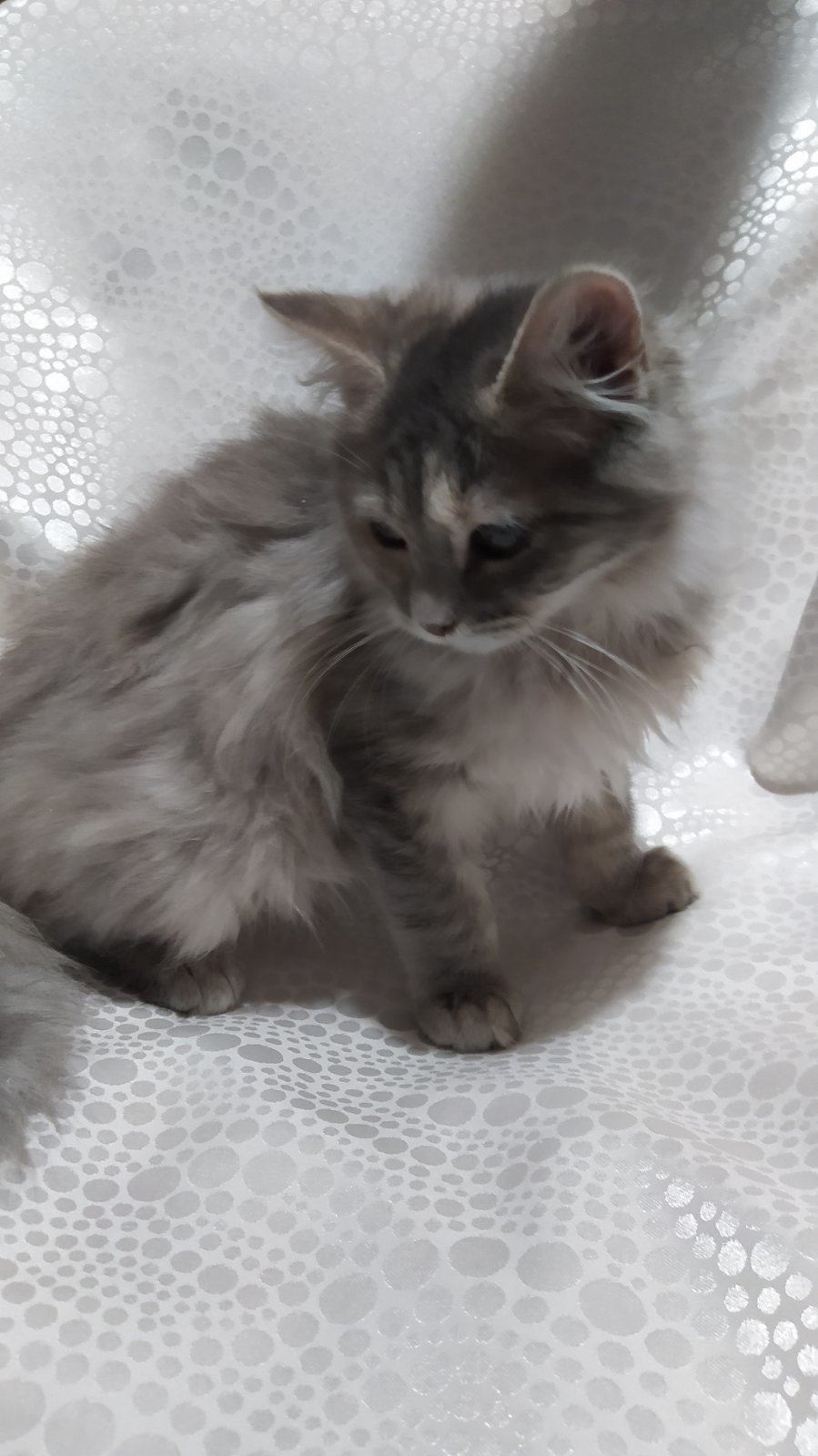 Cloud - My, cat, Kittens, In good hands, Minsk, Minsk Oblast, No rating, Longpost, Fluffy