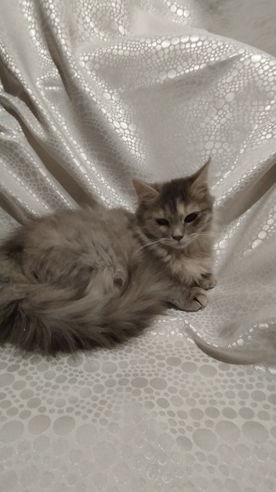 Cloud - My, cat, Kittens, In good hands, Minsk, Minsk Oblast, No rating, Longpost, Fluffy