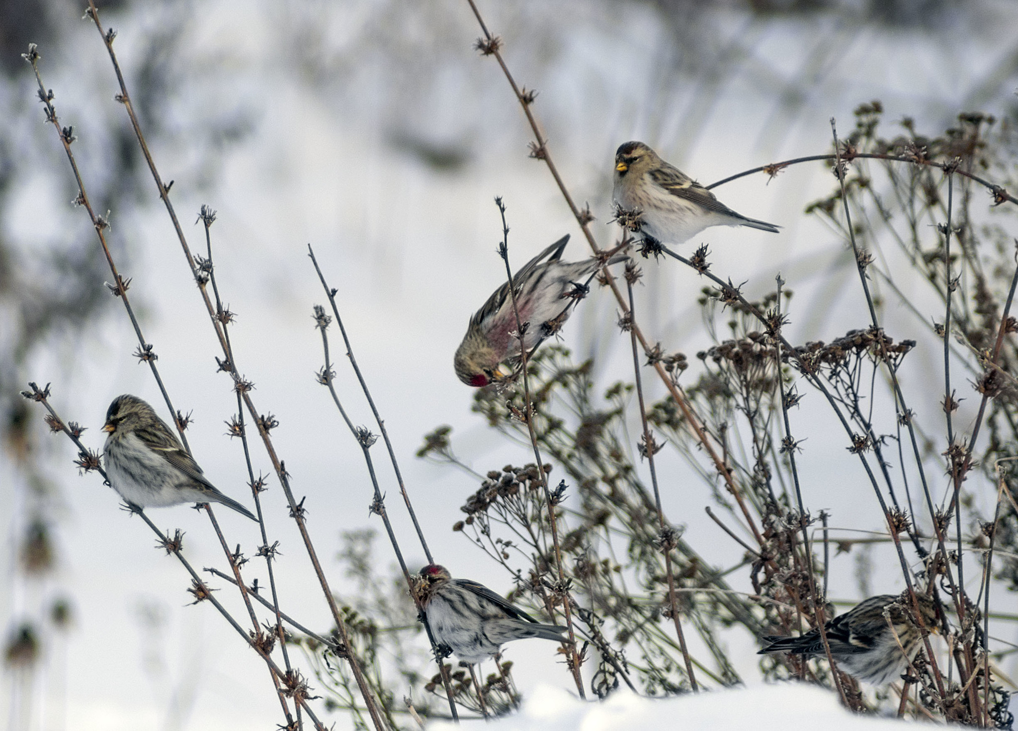 Tap dancing - My, Birds, Ornithology, Nature, Winter, Hobby, Photo hunting, Schelkovo, Forest, Walk, Video, Longpost