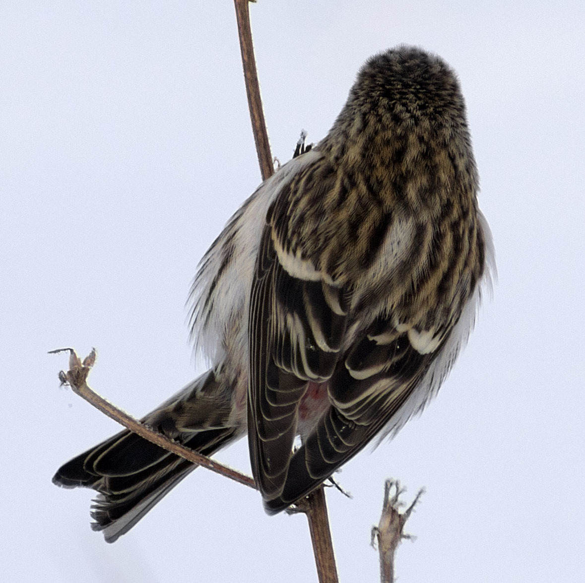 Tap dancing - My, Birds, Ornithology, Nature, Winter, Hobby, Photo hunting, Schelkovo, Forest, Walk, Video, Longpost