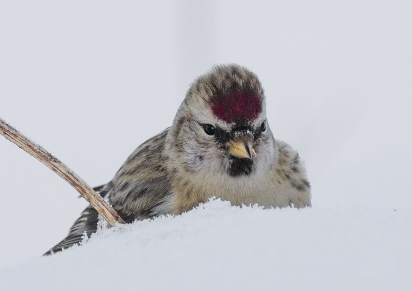 Tap dancing - My, Birds, Ornithology, Nature, Winter, Hobby, Photo hunting, Schelkovo, Forest, Walk, Video, Longpost