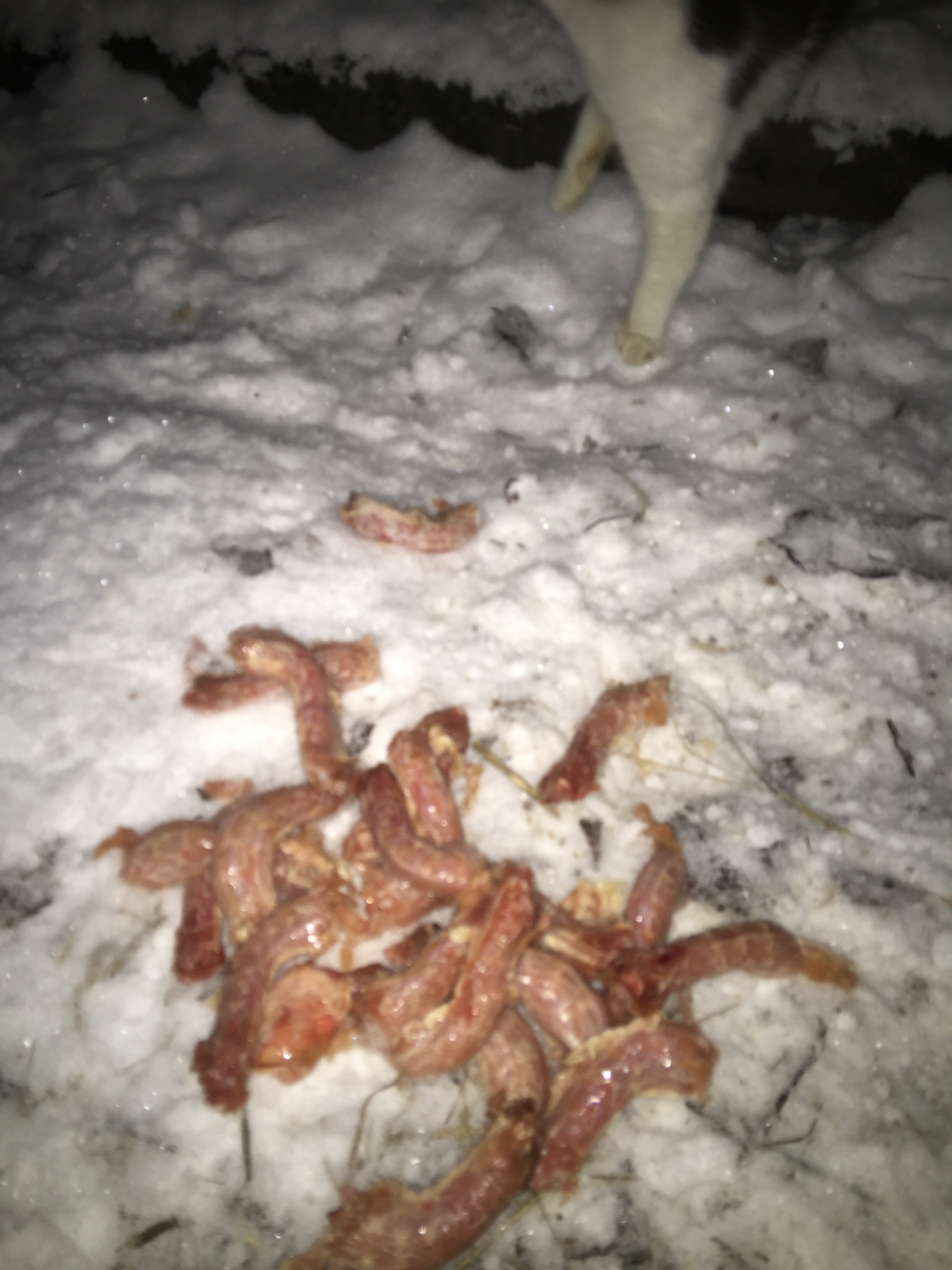 Report on feeding cats abandoned in gardening. January 30. Temperature minus 2. Snowfall again. 31 days until spring - My, Kittens, cat, Help, Kindness, Pets, Animals, Animal Rescue, Winter, Leningrad region, Video, Longpost