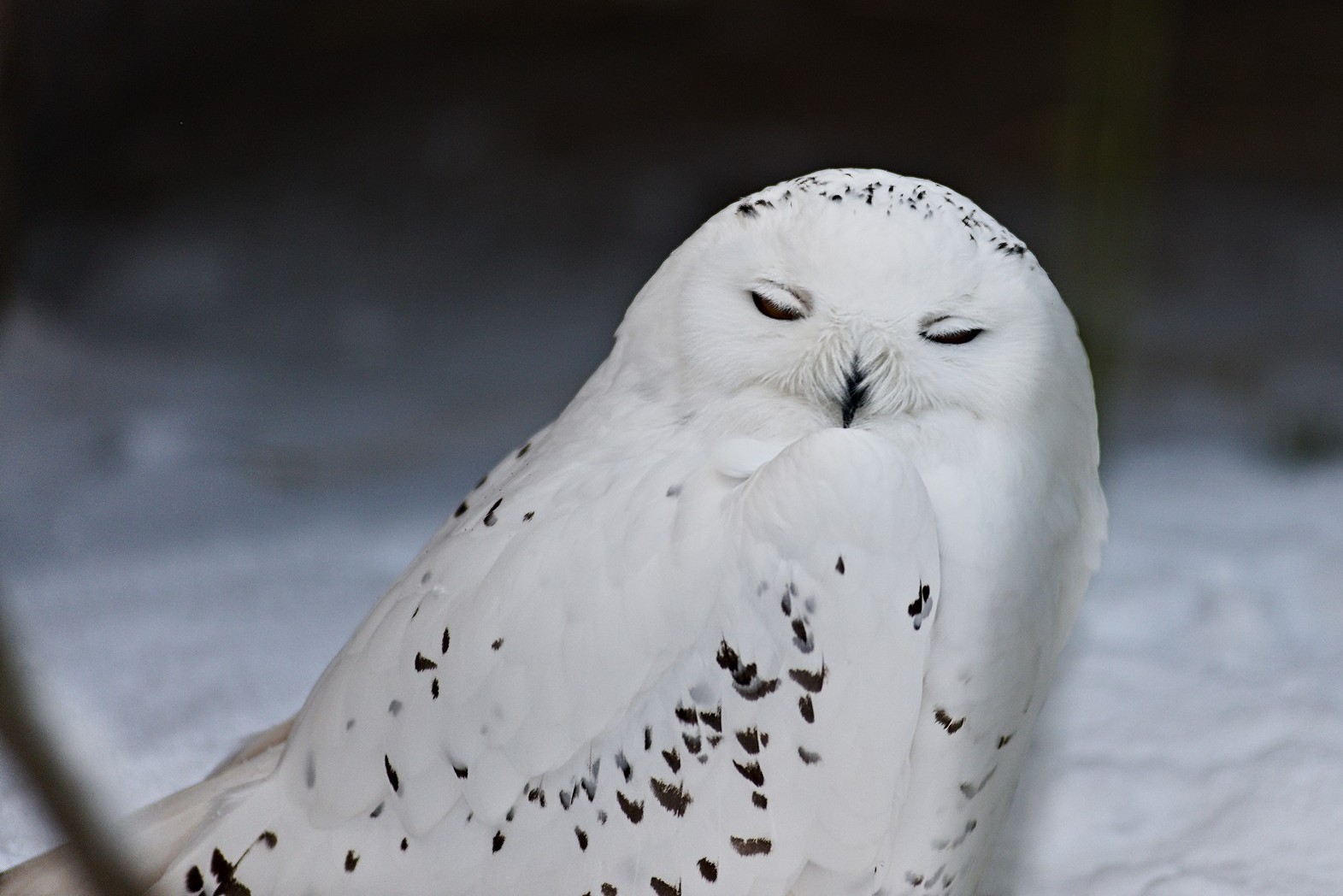 Walk through Nizhny Novgorod zoos - My, The photo, Zoo, Polar owl, Longpost