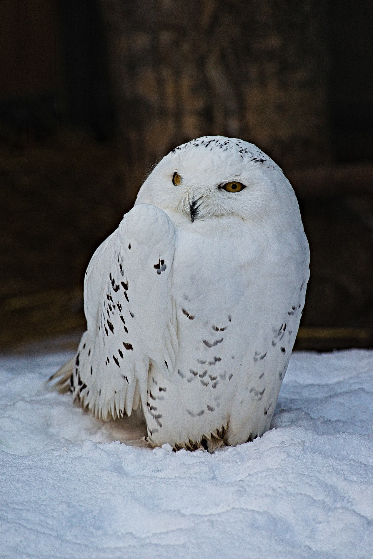 Walk through Nizhny Novgorod zoos - My, The photo, Zoo, Polar owl, Longpost