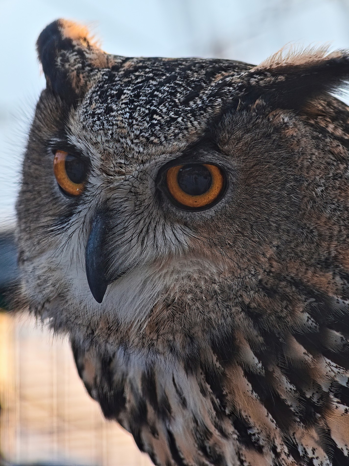 Walk through Nizhny Novgorod zoos - My, The photo, Zoo, Polar owl, Longpost