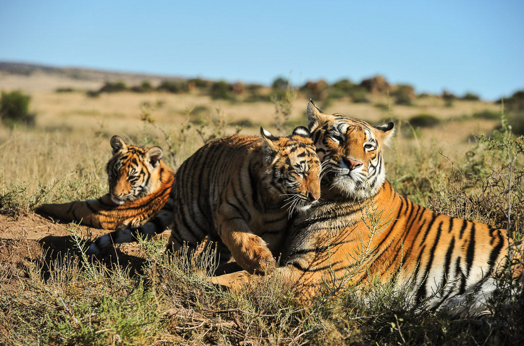 Such different cats - Big cats, Small cats, Tiger, a lion, Leopard, Lynx, Pallas' cat, Jaguar, Cheetah, Puma, Snow Leopard, Caracal, Ocelot, Cat family, The photo, Black Panther, Longpost, Wild animals