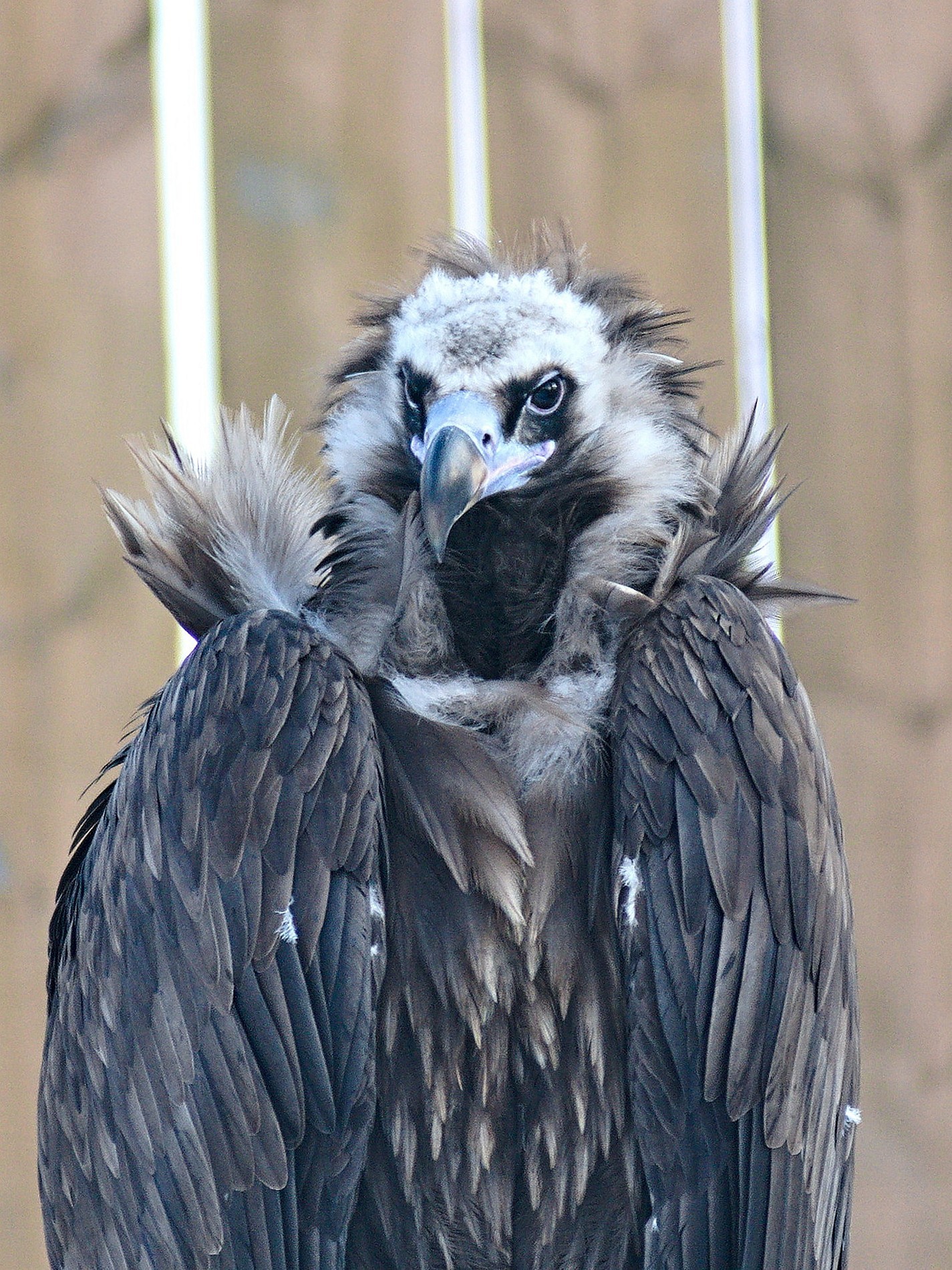 Walk through Nizhny Novgorod zoos - My, The photo, Zoo, Polar owl, Longpost