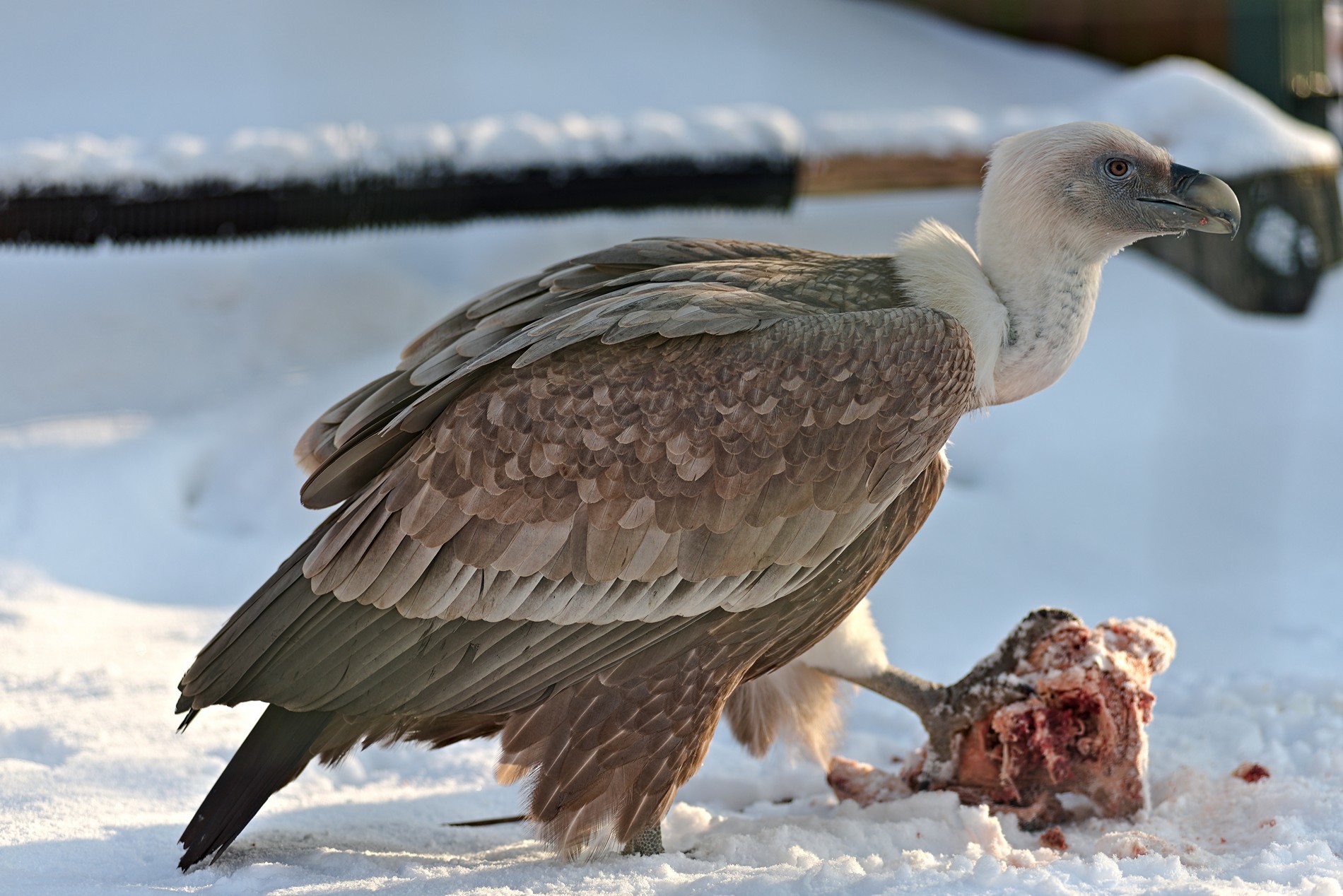 Walk through Nizhny Novgorod zoos - My, The photo, Zoo, Polar owl, Longpost