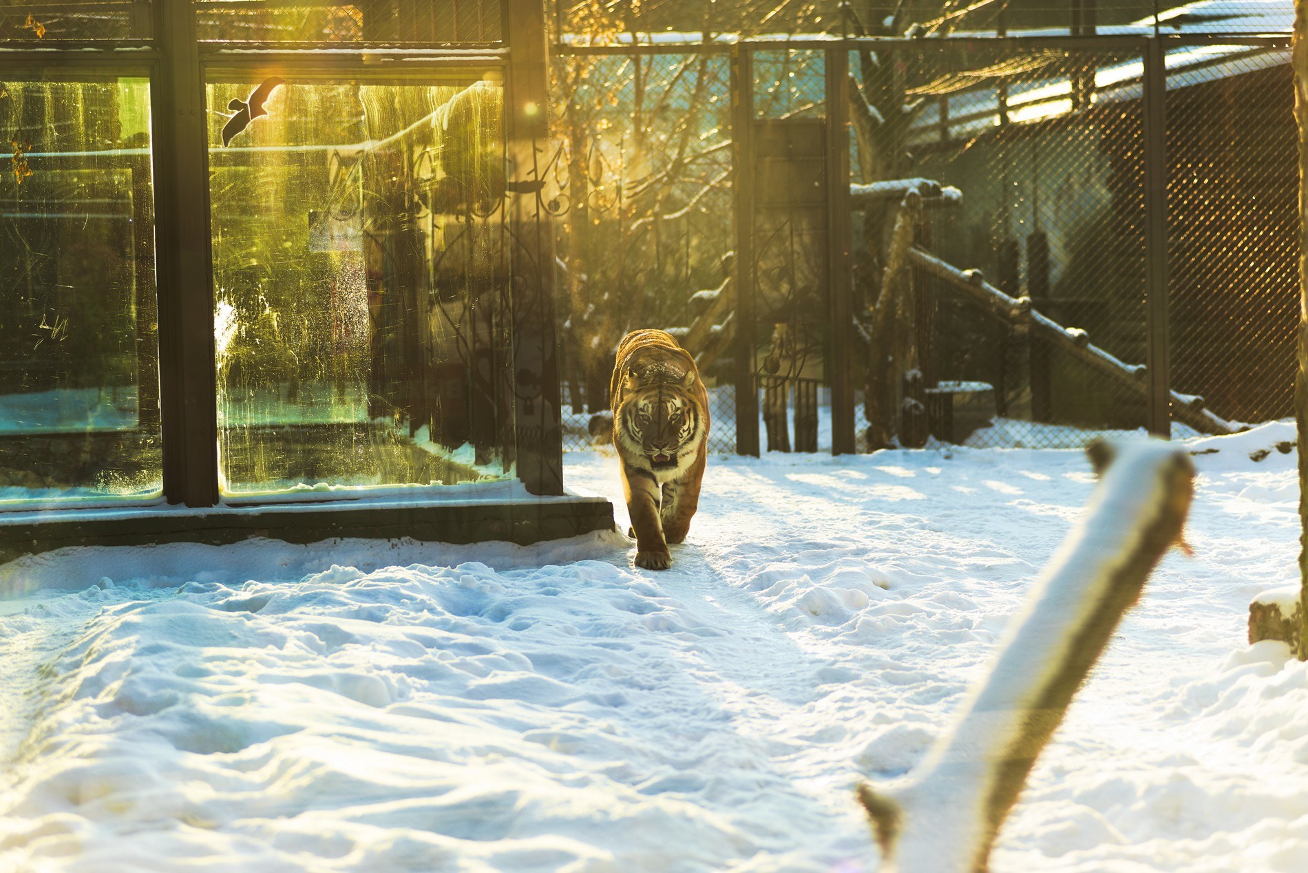 Walk through Nizhny Novgorod zoos - My, The photo, Zoo, Polar owl, Longpost