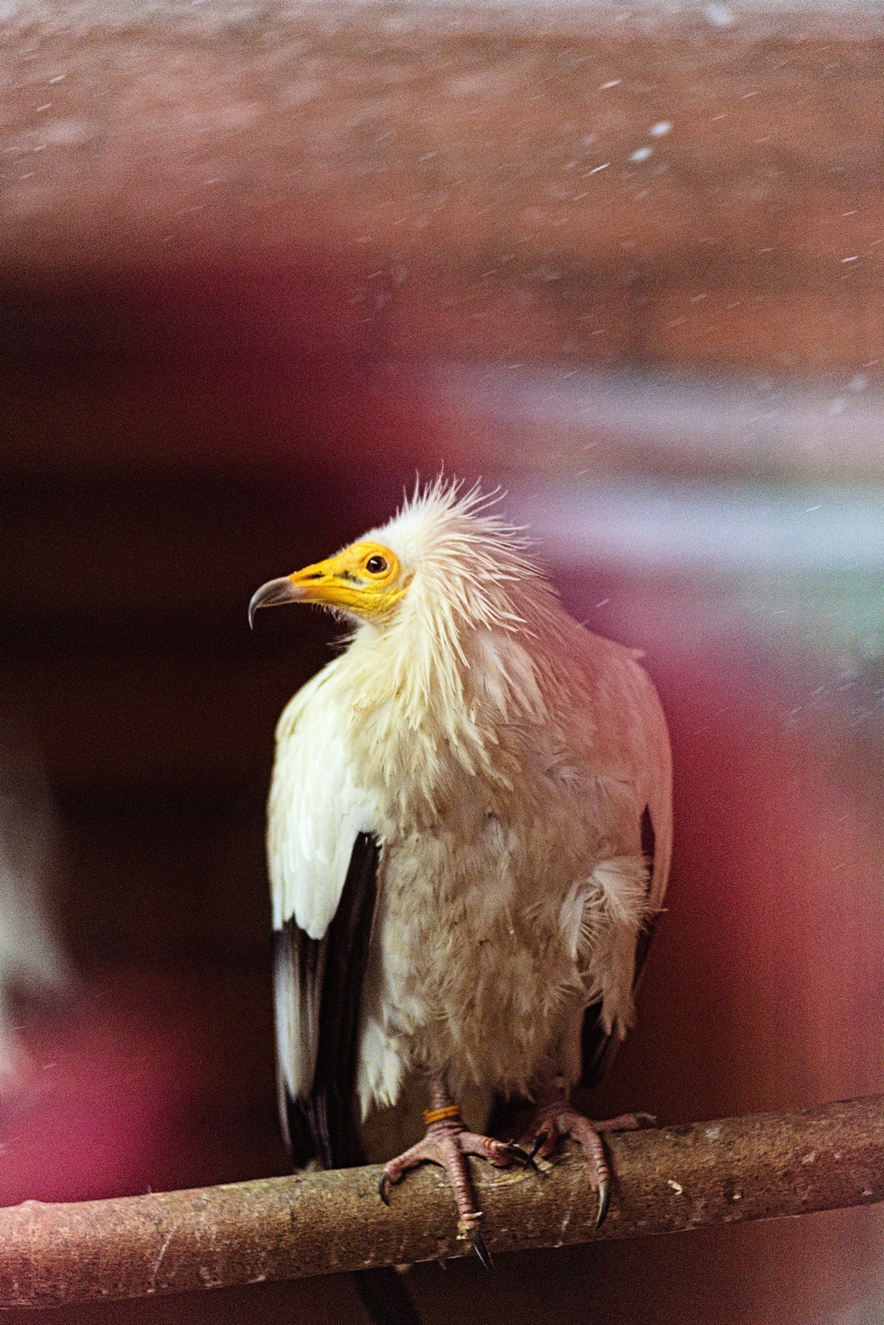 Walk through Nizhny Novgorod zoos - My, The photo, Zoo, Polar owl, Longpost