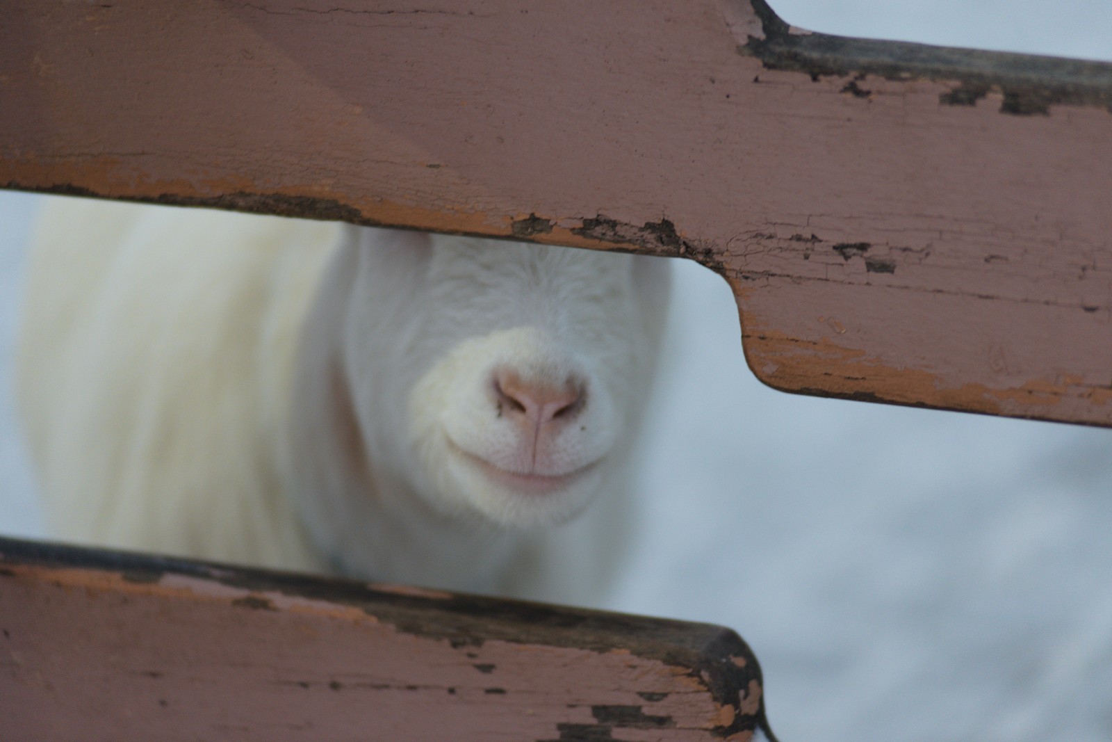 Walk through Nizhny Novgorod zoos - My, The photo, Zoo, Polar owl, Longpost