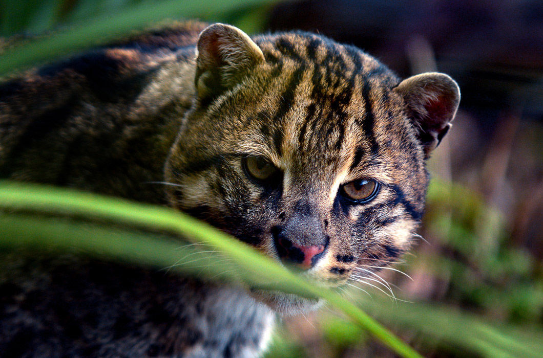 Such different cats - Big cats, Small cats, Tiger, a lion, Leopard, Lynx, Pallas' cat, Jaguar, Cheetah, Puma, Snow Leopard, Caracal, Ocelot, Cat family, The photo, Black Panther, Longpost, Wild animals