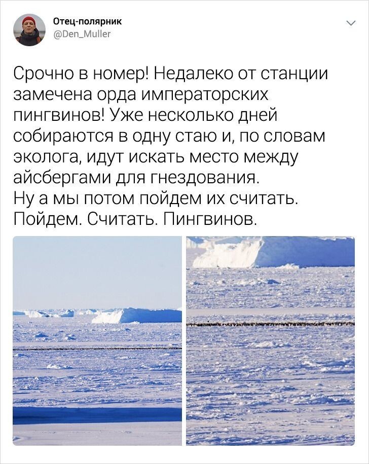 Cheerful notes from a participant in the Antarctic expedition - The photo, Photographer, Mobile photography, Antarctica, Nature, Penguins, Animals, Positive, Longpost, Twitter, Mirny Station