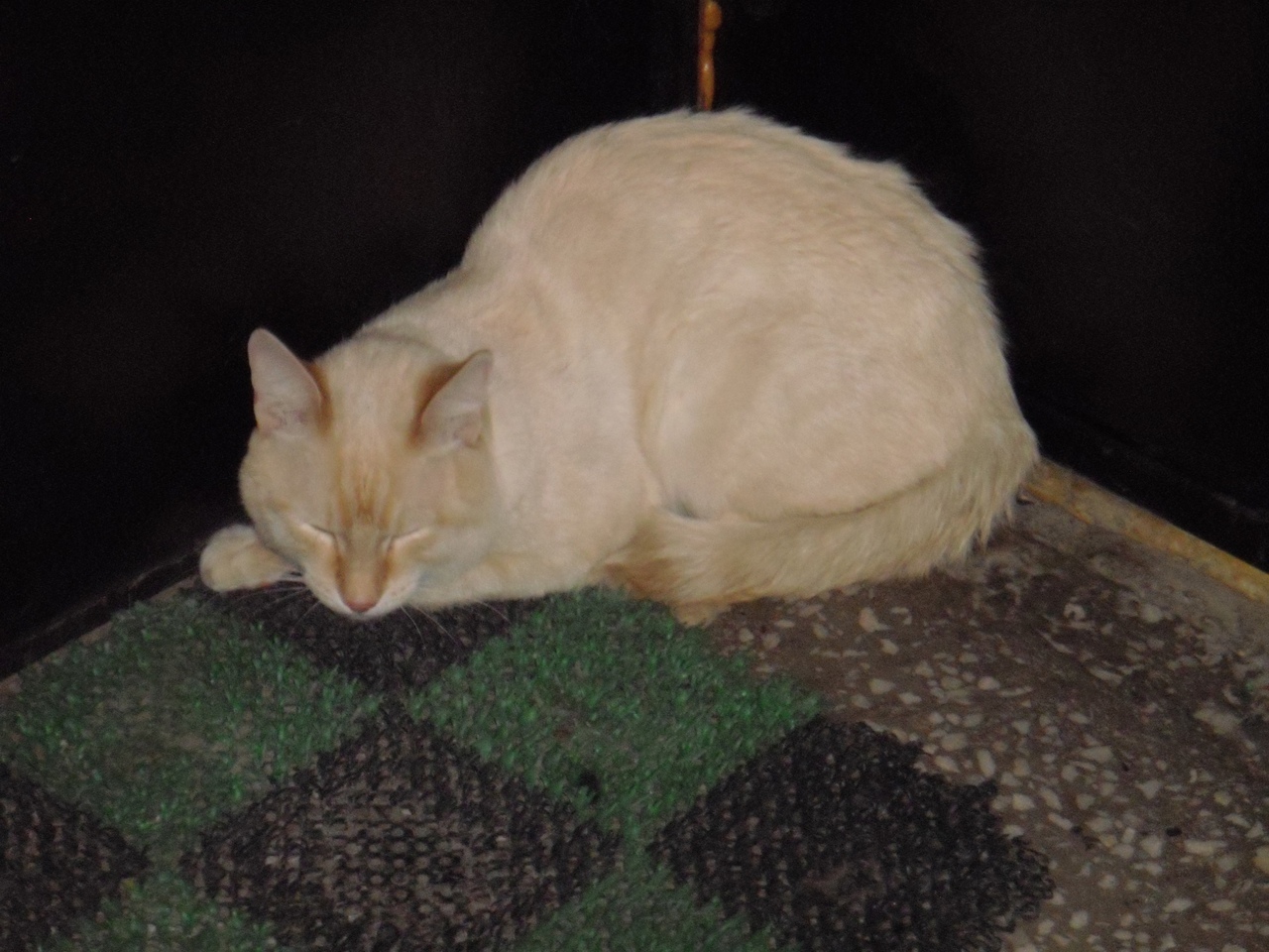 Found a cat, Novosibirsk, Gateway - My, Found a cat, cat, Lost, No rating, Longpost, In good hands, Novosibirsk