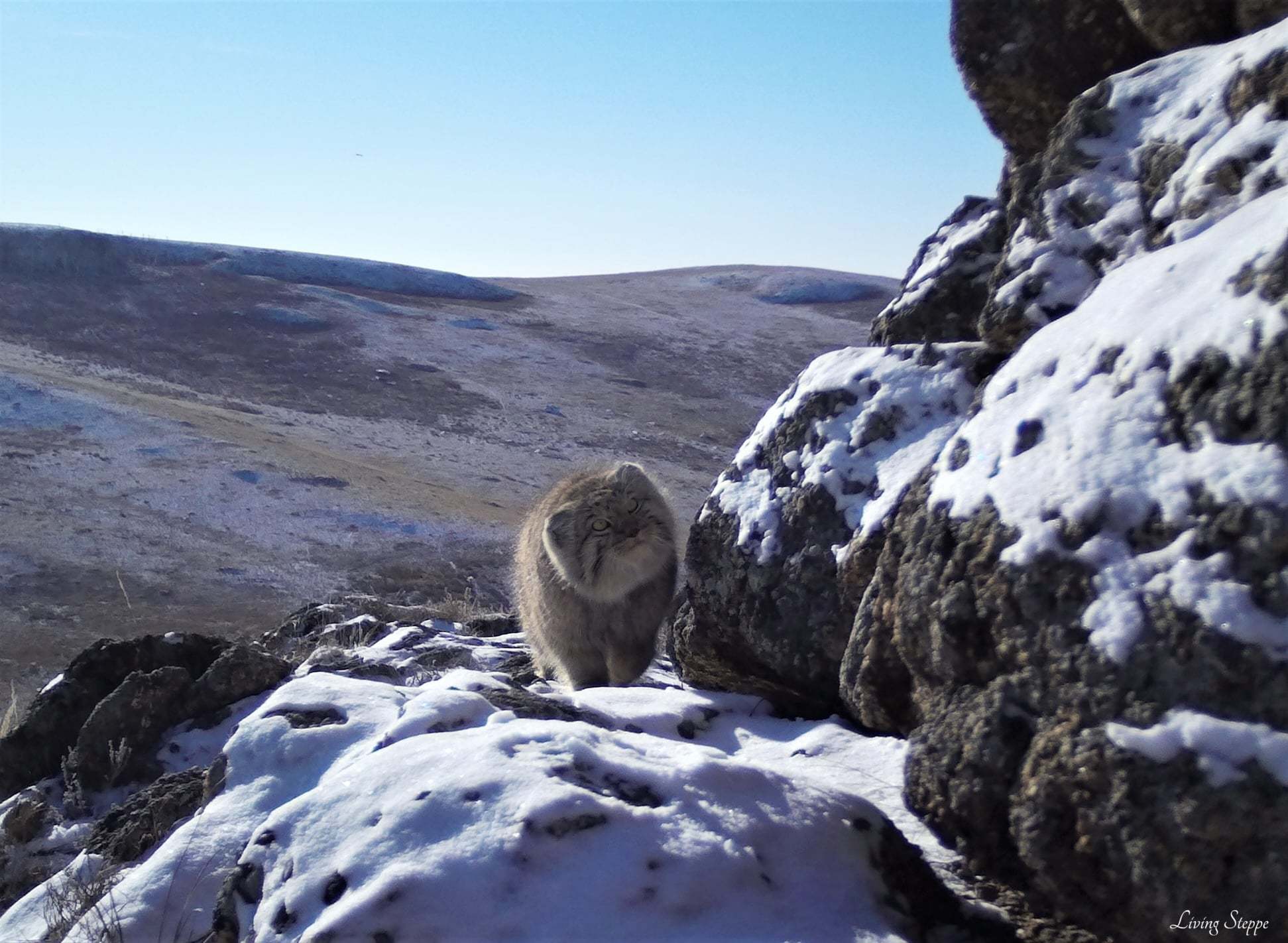 Fluffy stretchers) - Pallas' cat, Small cats, Puffs, Fluffy, Milota, Video, Transbaikalia