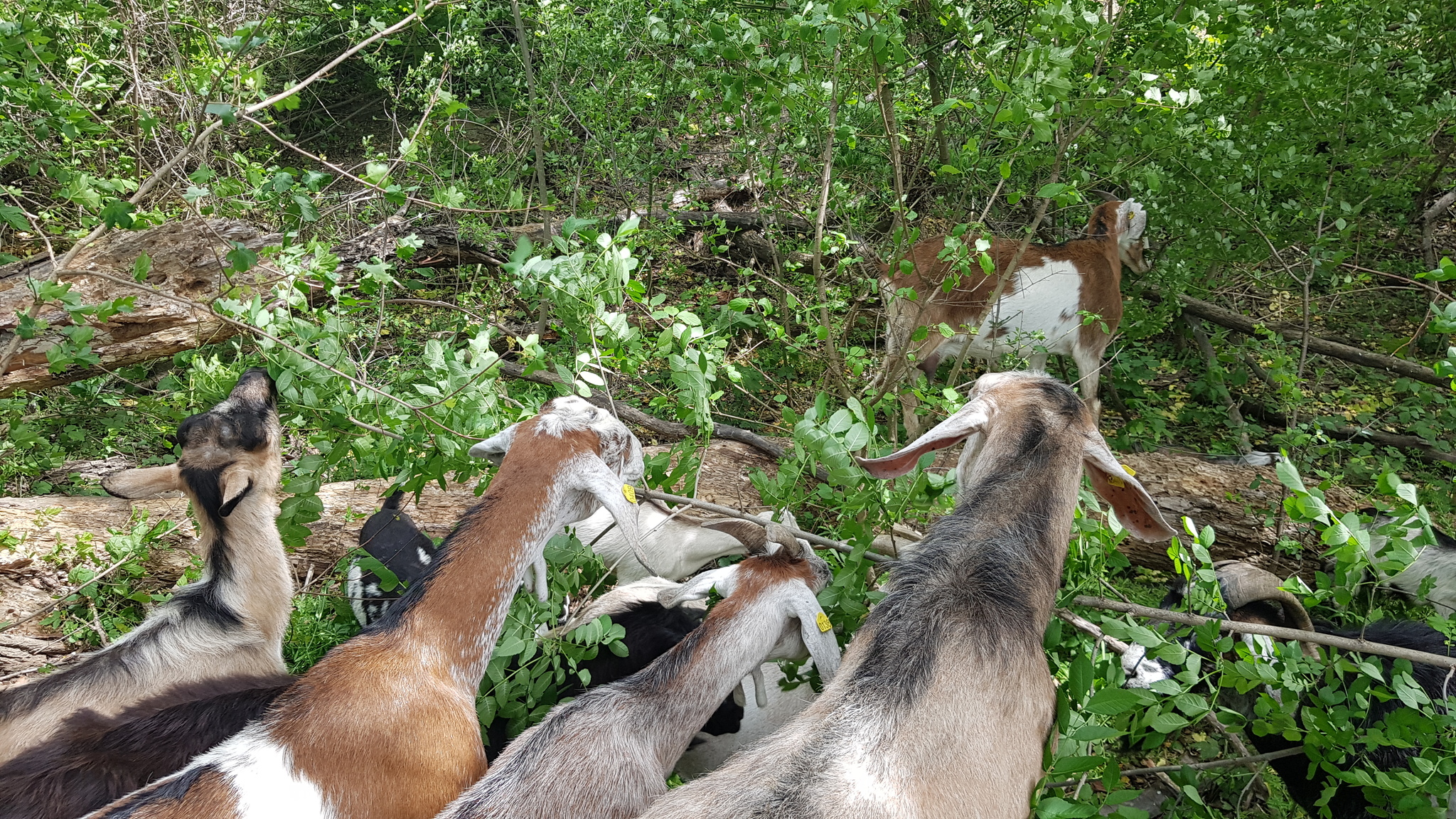 Fly. Goat - Goat, Animals, Сельское хозяйство, Livestock breeding, Kid, Goat, Video, Longpost