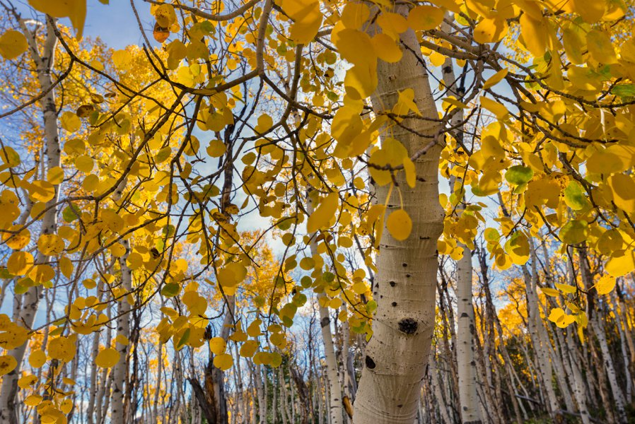 Trees are nature's memory - Tree, Let's save the trees, Flora, Living Planet, Nature, The national geographic, Dendrology, Climatology, Science and life, Informative, Longpost