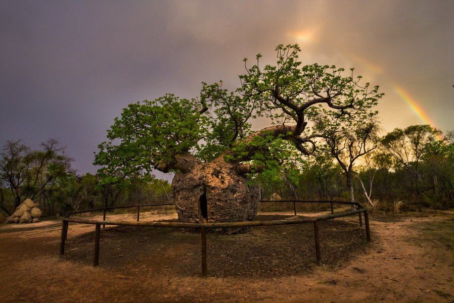 Trees are nature's memory - Tree, Let's save the trees, Flora, Living Planet, Nature, The national geographic, Dendrology, Climatology, Science and life, Informative, Longpost