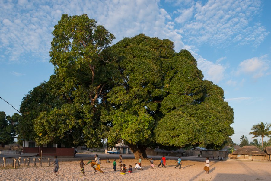 Trees are nature's memory - Tree, Let's save the trees, Flora, Living Planet, Nature, The national geographic, Dendrology, Climatology, Science and life, Informative, Longpost