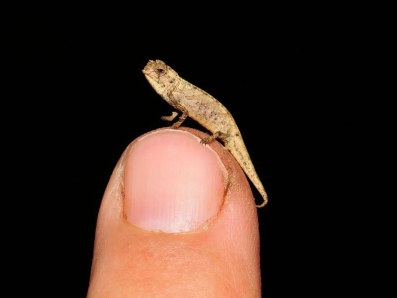 Scientists have found the world's tiniest reptile - Animals, Nature, Milota, Facts, Text, The photo