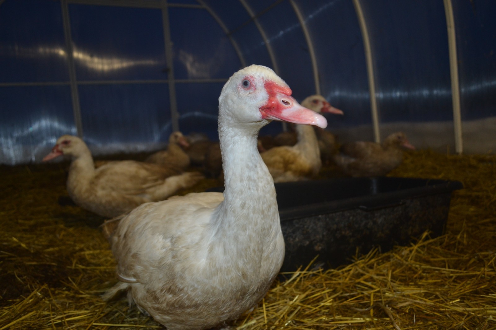 Top model in a rustic way - Duck, Musk ducks