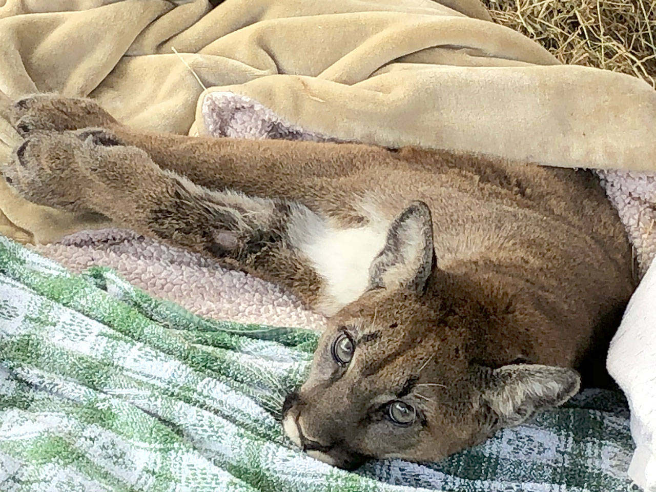 Dying cougar came to animal shelter on its own - Puma, Small cats, Animal Rescue, USA, Animal defenders, Longpost