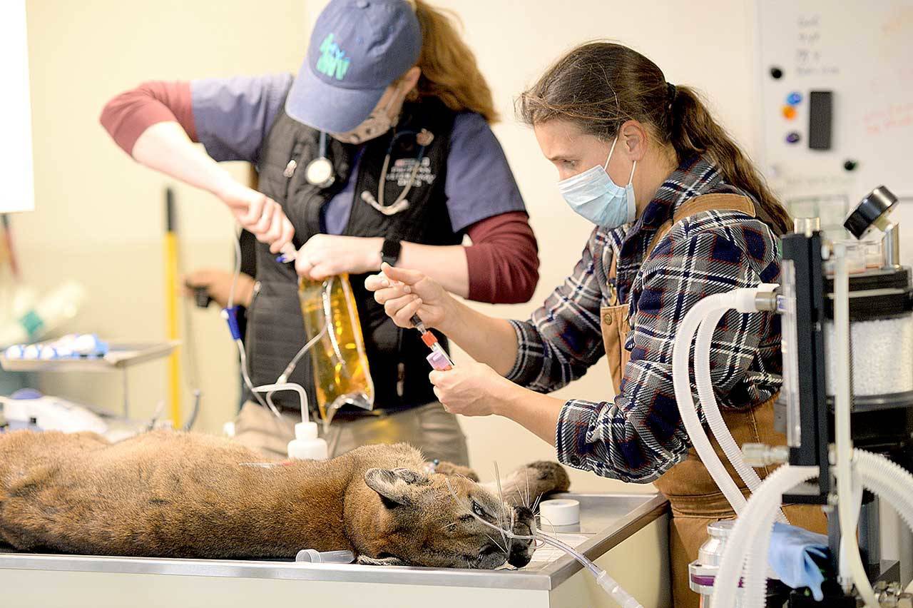 Dying cougar came to animal shelter on its own - Puma, Small cats, Animal Rescue, USA, Animal defenders, Longpost