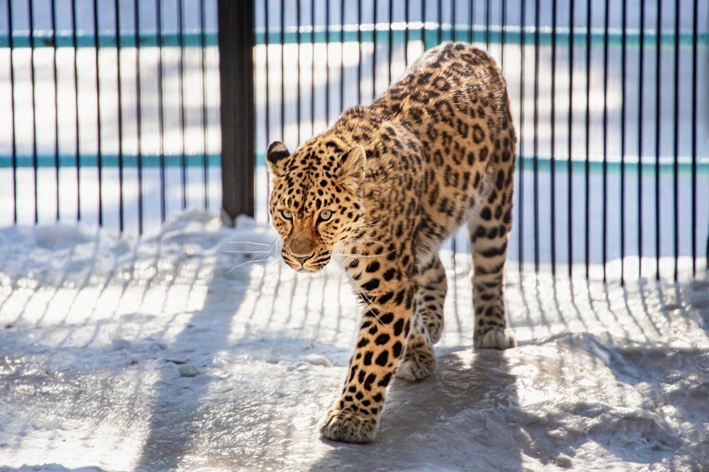 Novosibirsk Zoo showed photos of very rare cats - Leopard, Far Eastern leopard, Big cats, Rare view, Novosibirsk Zoo, Animal Rescue, Longpost, The photo