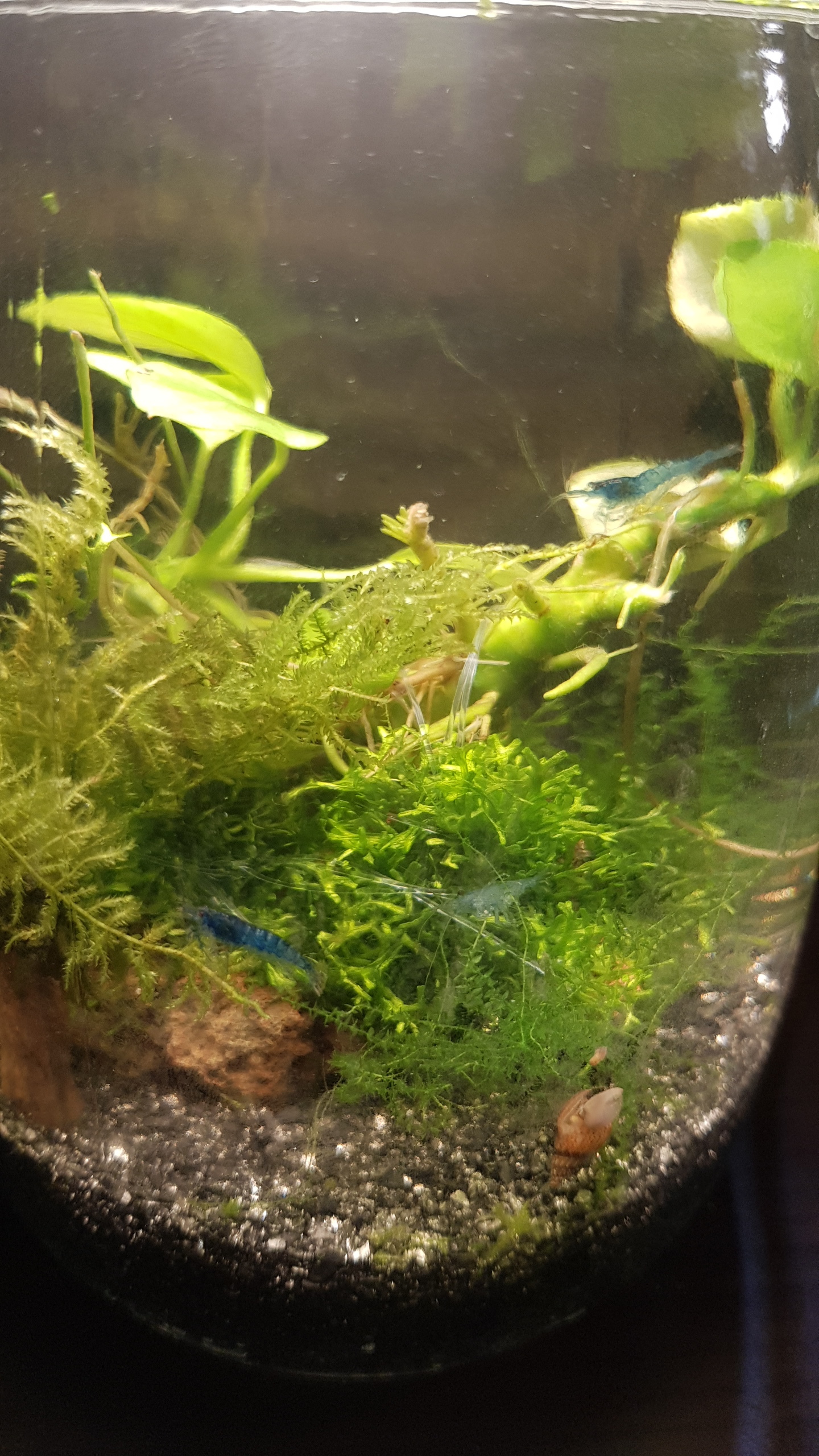 Closed ecosystem - My, Nanoaquarium, Shrimps, Closed ecosystem, Longpost