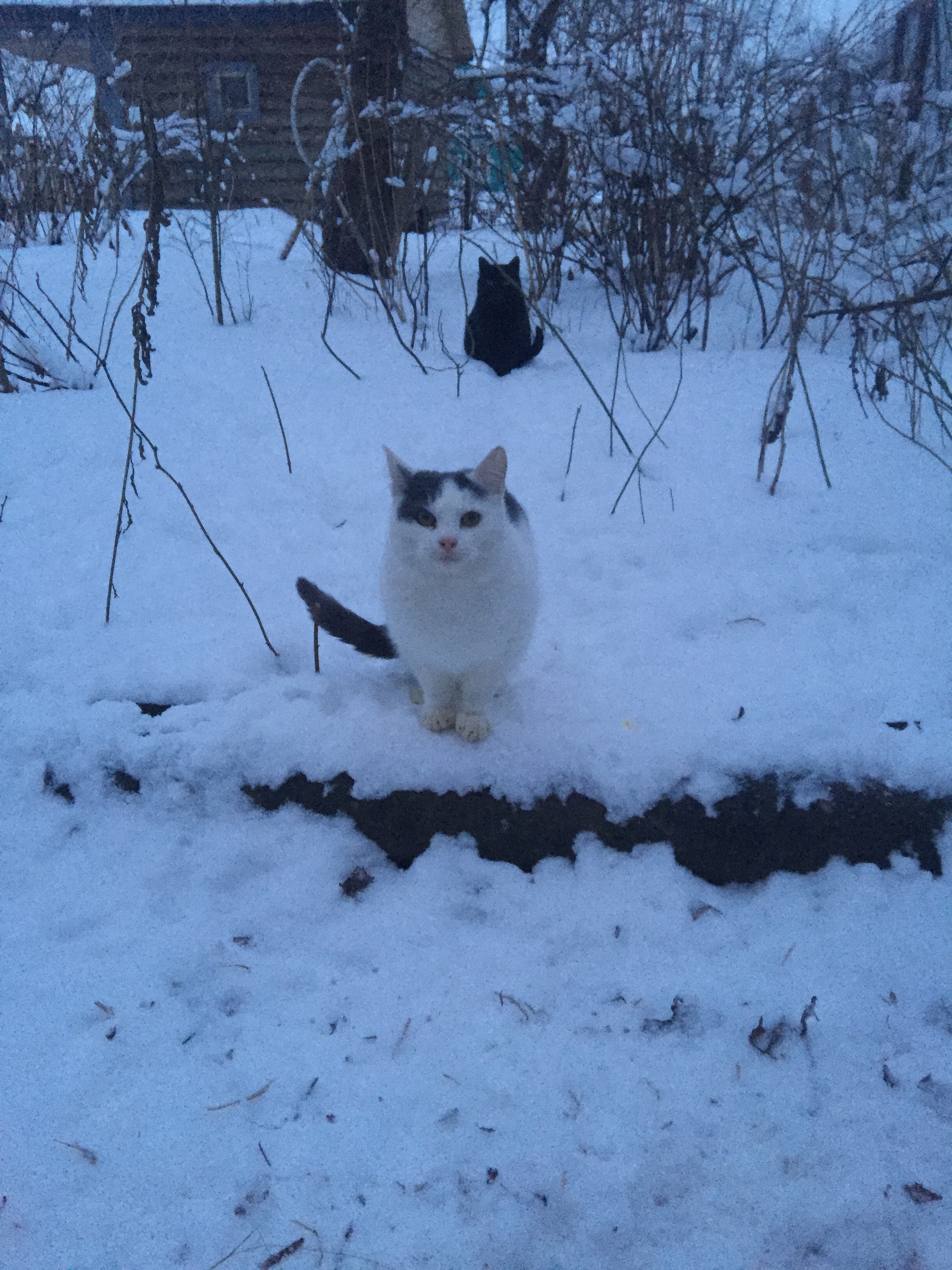 Report on feeding cats abandoned in gardening. 1st of February. Temperature minus 6. Snow is falling again. 27 days until spring - My, Kittens, cat, Help, Kindness, Pets, Animals, Animal Rescue, Winter, Leningrad region, Longpost, Video