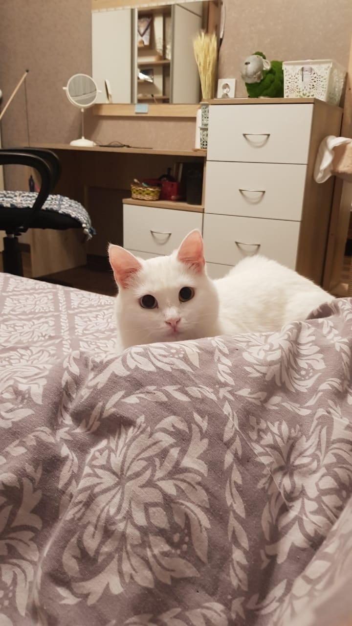 Continuation of the post “Kitten Best from the city of Asbest is looking for a home in Ekb” - My, cat, Animal shelter, Reply to post, It Was-It Was, Yekaterinburg, Blot, Asbestos, Kindness, Animal Rescue, Longpost, Heterochromia