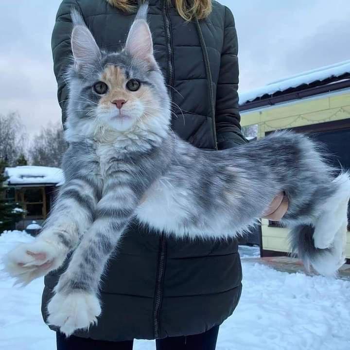 Yes I'm good - cat, Maine Coon