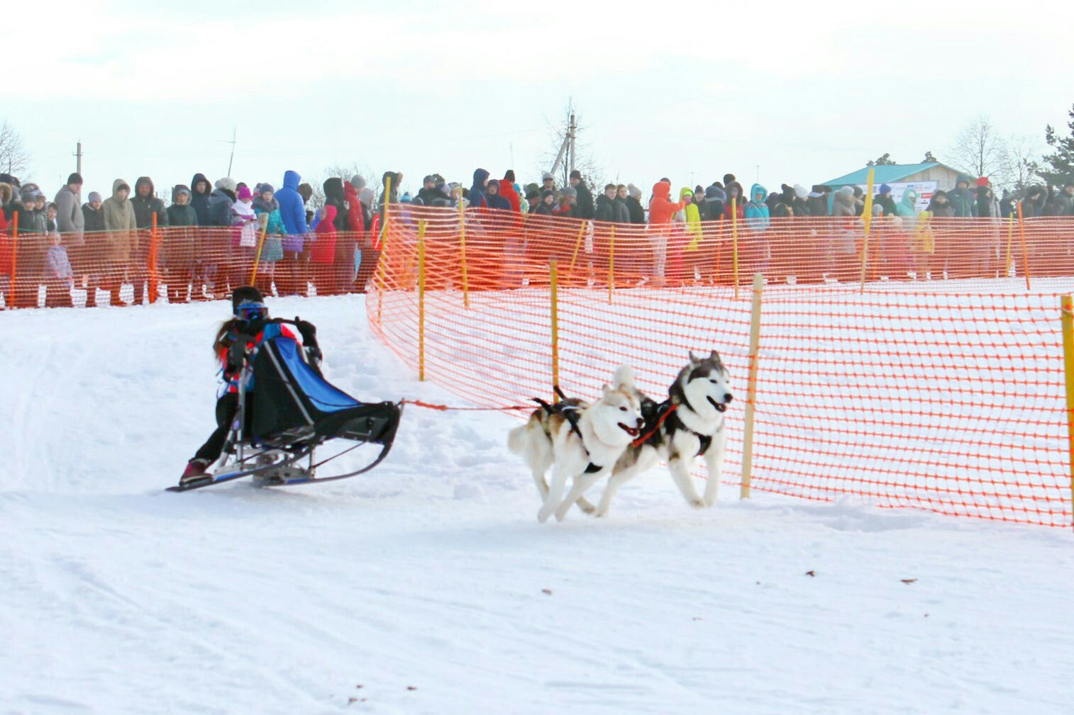 Reason to love winter - My, Dog, Husky, Dog sled, The photo, Longpost