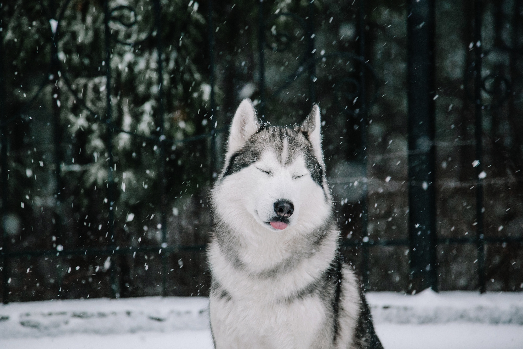 Reason to love winter - My, Dog, Husky, Dog sled, The photo, Longpost