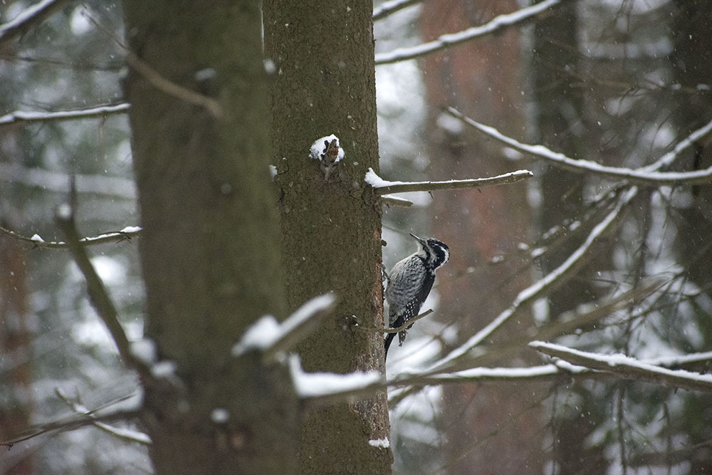 Three-toed woodpecker and almost everything, everything, everything - My, Ornithology, Birds, Winter, Nature, Moscow region, Schelkovo, Forest, Walk, Hobby, Photo hunting, Video, Longpost