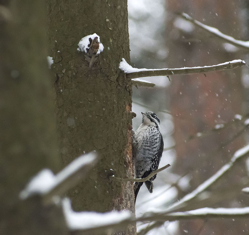 Three-toed woodpecker and almost everything, everything, everything - My, Ornithology, Birds, Winter, Nature, Moscow region, Schelkovo, Forest, Walk, Hobby, Photo hunting, Video, Longpost