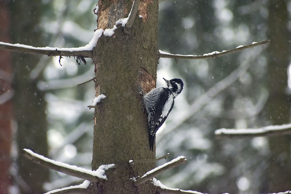 Three-toed woodpecker and almost everything, everything, everything - My, Ornithology, Birds, Winter, Nature, Moscow region, Schelkovo, Forest, Walk, Hobby, Photo hunting, Video, Longpost