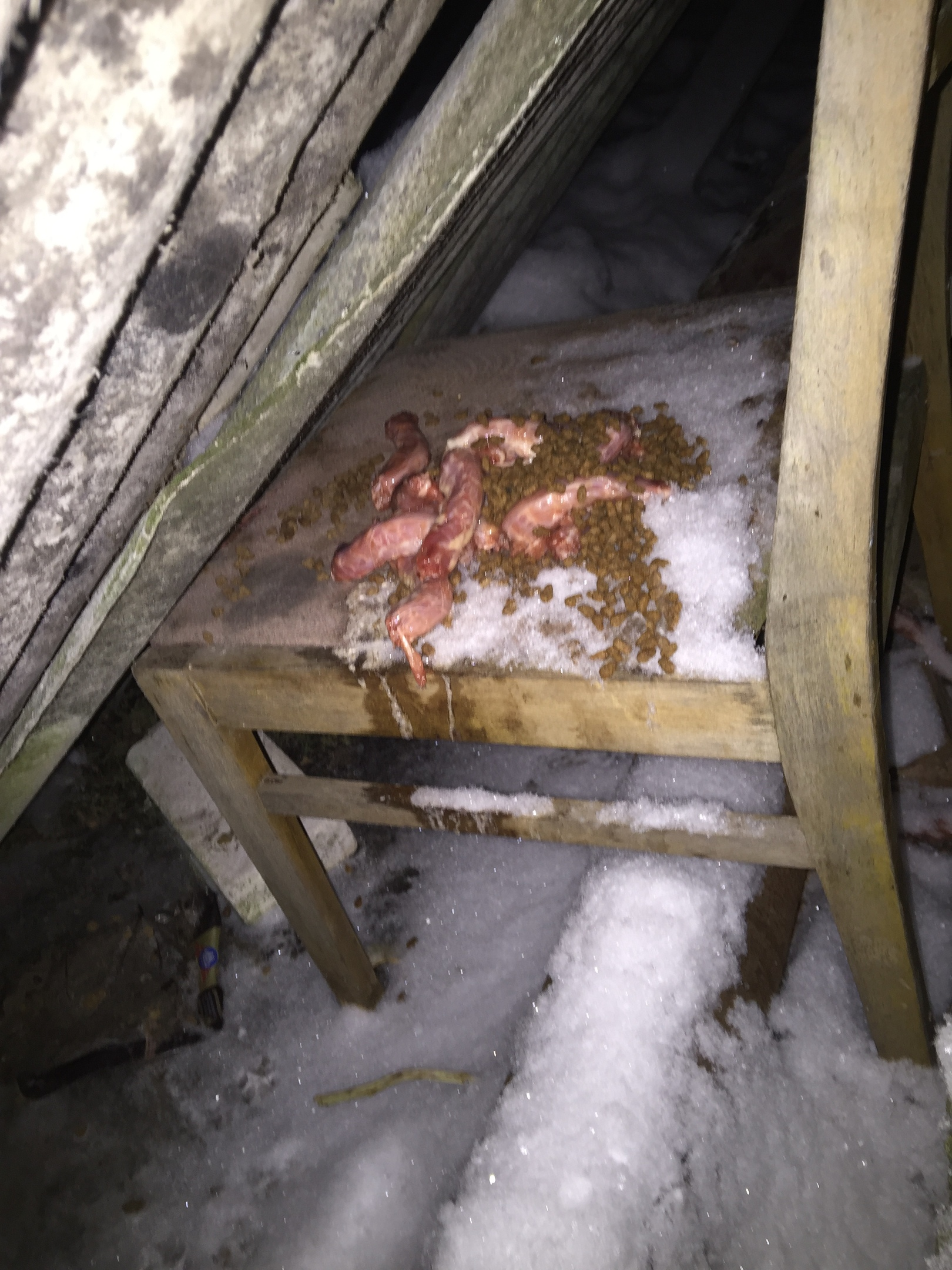 Report on feeding cats abandoned in gardening. February 3rd. The temperature is minus 4. And it's snowing again. 25 days until spring - My, cat, Cold, Hunger, Winter, Gardening, Homeless animals, Video, Longpost