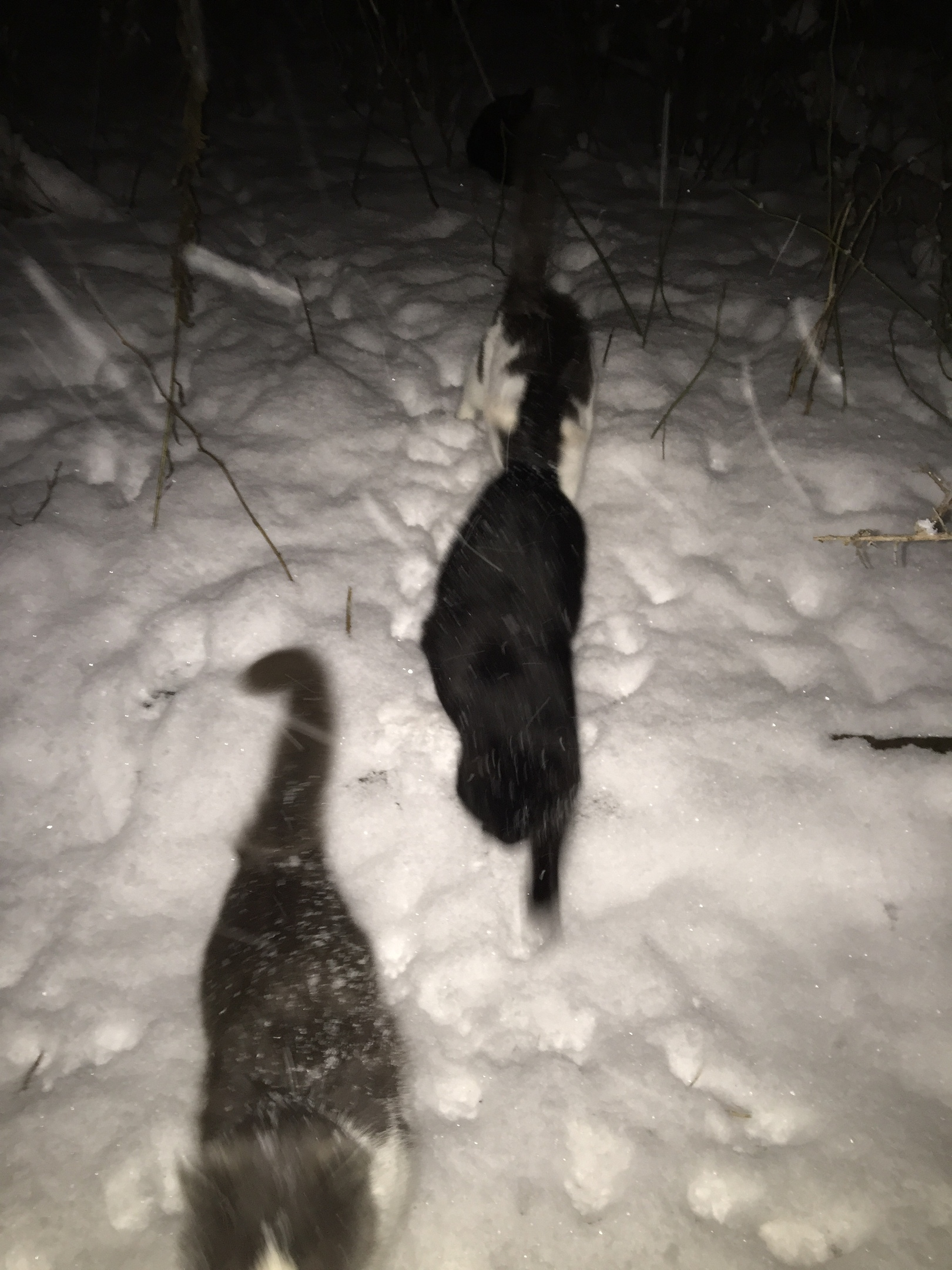 Report on feeding cats abandoned in gardening. February 3rd. The temperature is minus 4. And it's snowing again. 25 days until spring - My, cat, Cold, Hunger, Winter, Gardening, Homeless animals, Video, Longpost