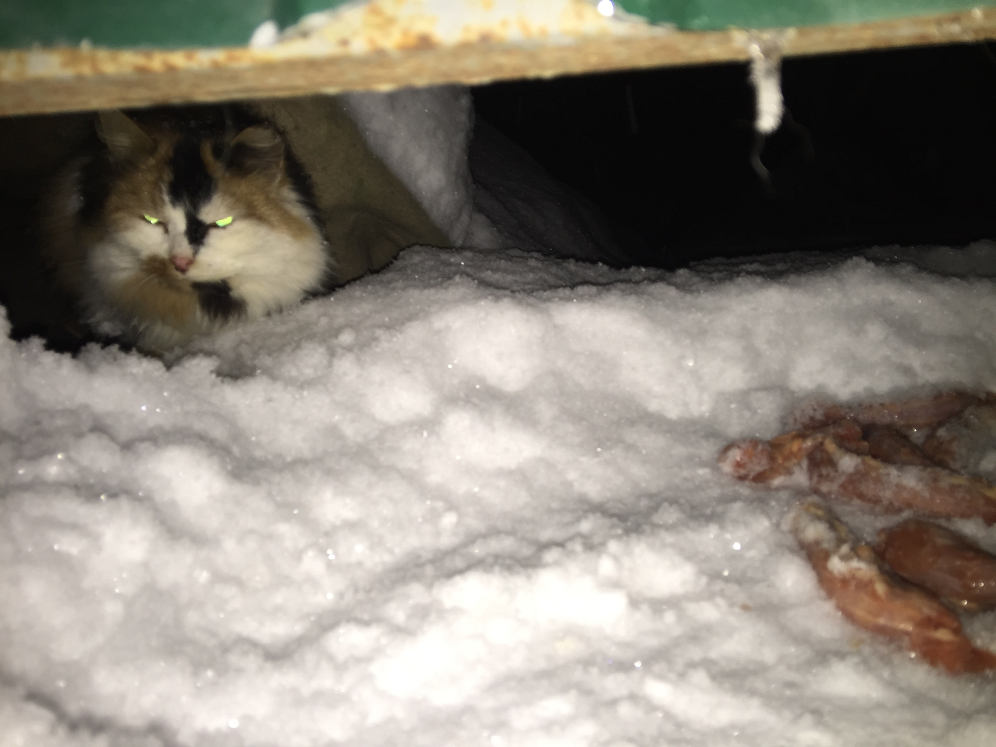 Report on feeding cats abandoned in gardening. February 3rd. The temperature is minus 4. And it's snowing again. 25 days until spring - My, cat, Cold, Hunger, Winter, Gardening, Homeless animals, Video, Longpost