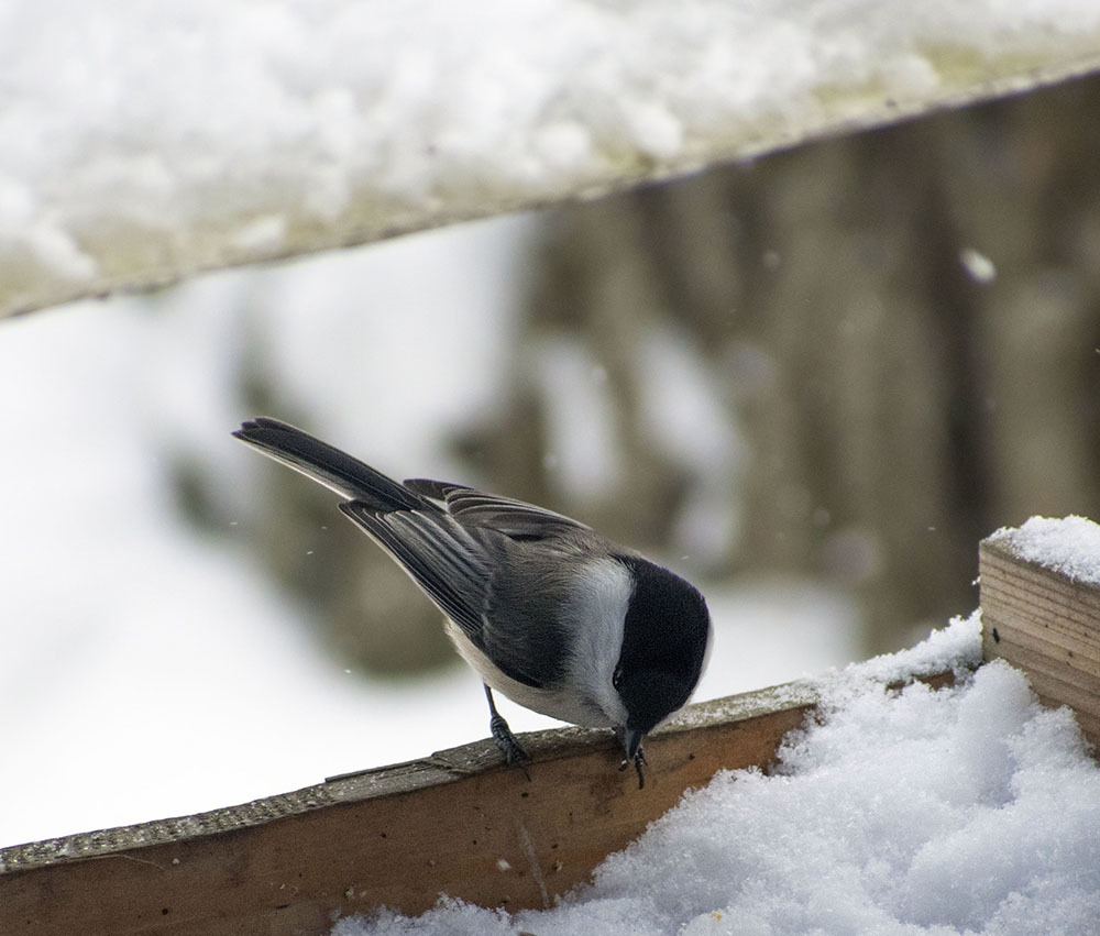 Three-toed woodpecker and almost everything, everything, everything - My, Ornithology, Birds, Winter, Nature, Moscow region, Schelkovo, Forest, Walk, Hobby, Photo hunting, Video, Longpost