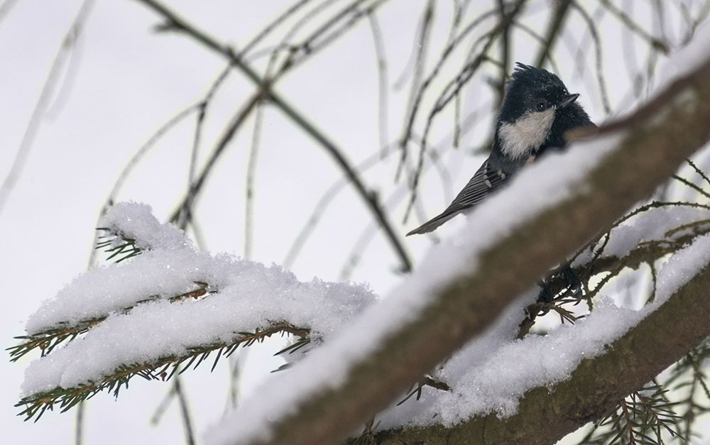 Three-toed woodpecker and almost everything, everything, everything - My, Ornithology, Birds, Winter, Nature, Moscow region, Schelkovo, Forest, Walk, Hobby, Photo hunting, Video, Longpost