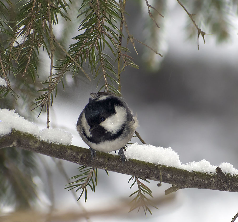 Three-toed woodpecker and almost everything, everything, everything - My, Ornithology, Birds, Winter, Nature, Moscow region, Schelkovo, Forest, Walk, Hobby, Photo hunting, Video, Longpost