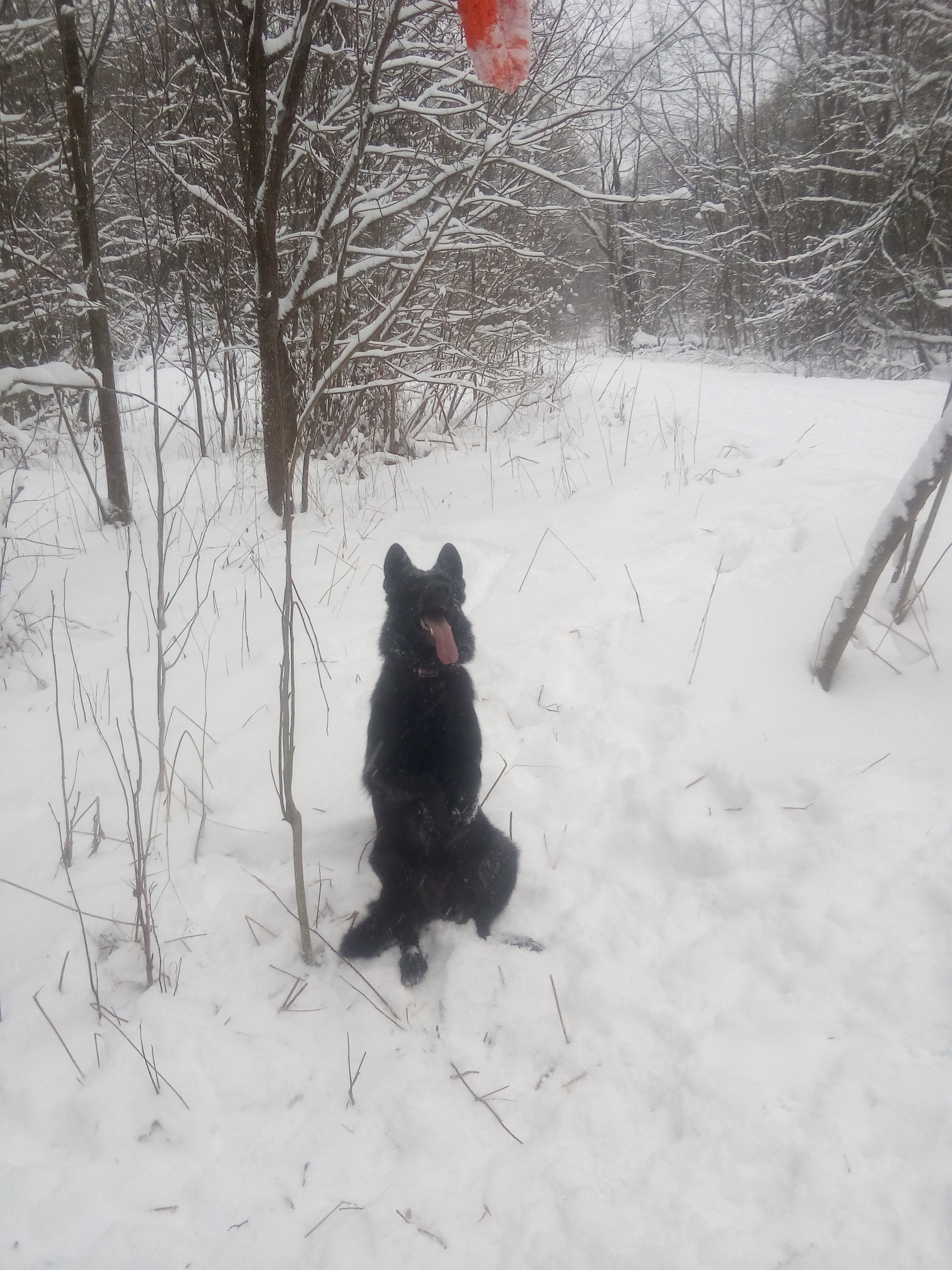 Hoping that the toy will fall on its own - My, Dog, German Shepherd, Forest