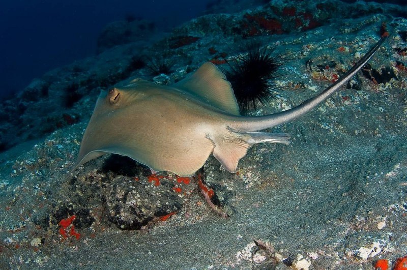 The Black Sea is a dangerous predator on the Russian coast. In the depths and near the shore, who can you meet? - My, Black Sea, Scorpion, Stingray, Fur seal, Katran, Black Sea Scorpion, Longpost