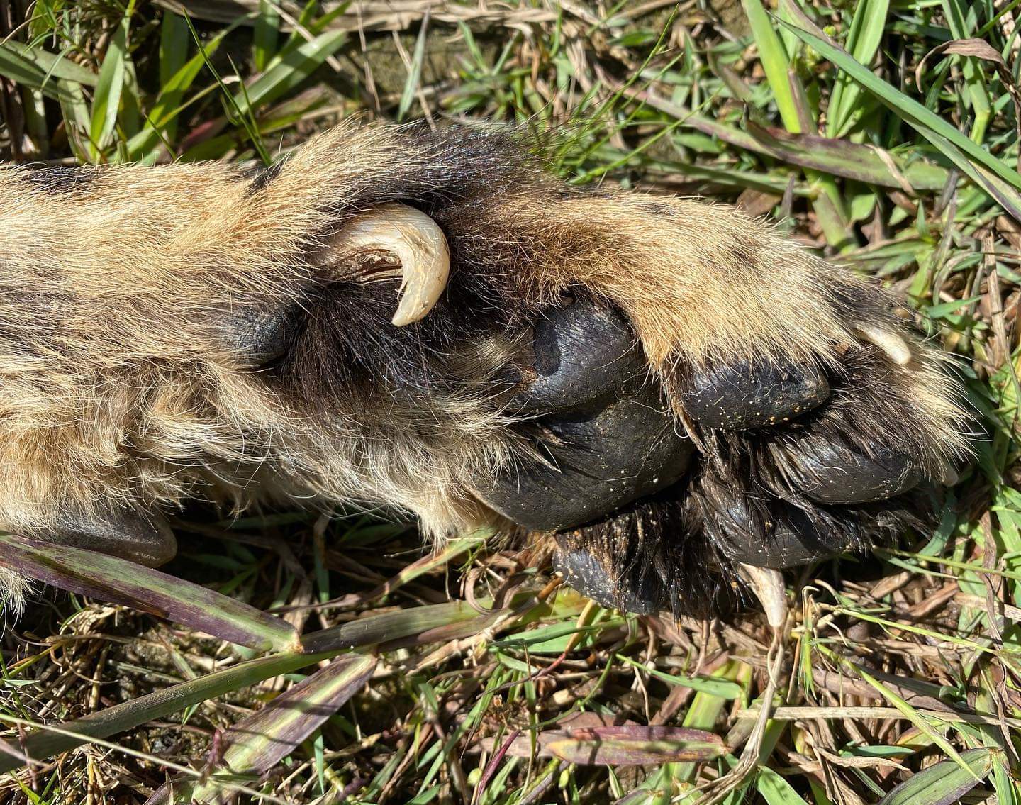 Fluffy paws - Clouded leopard, Big cats, Cheetah, Serval, Small cats, Paws, Fluffy, Longpost, Wild cat center, Cat family, Predatory animals