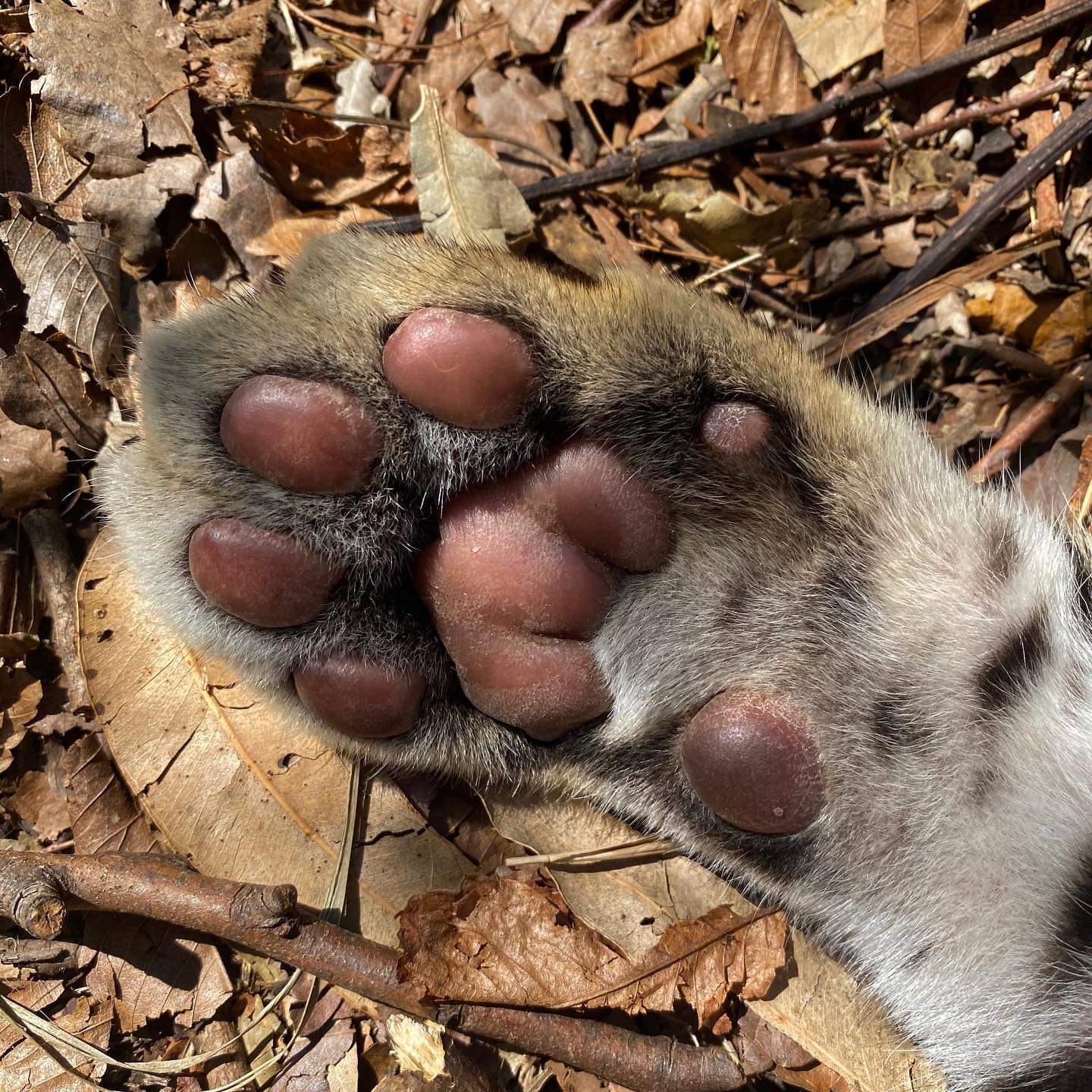 Fluffy paws - Clouded leopard, Big cats, Cheetah, Serval, Small cats, Paws, Fluffy, Longpost, Wild cat center, Cat family, Predatory animals