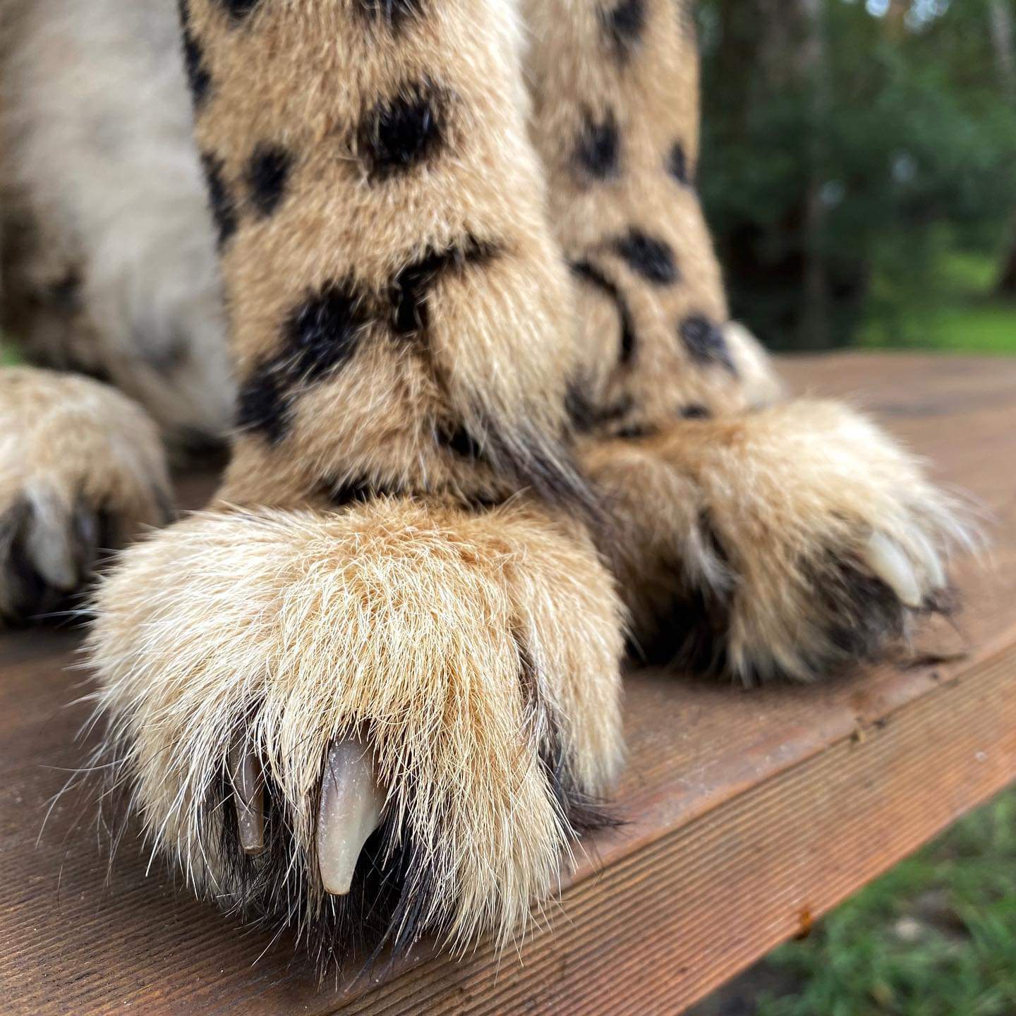 Fluffy paws - Clouded leopard, Big cats, Cheetah, Serval, Small cats, Paws, Fluffy, Longpost, Wild cat center, Cat family, Predatory animals