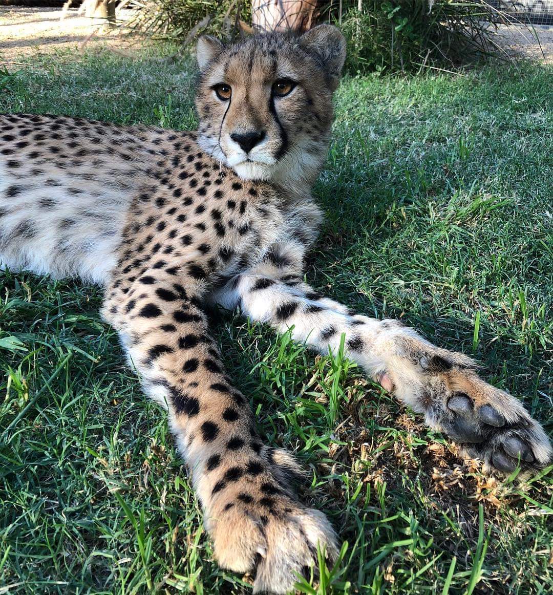 Fluffy paws - Clouded leopard, Big cats, Cheetah, Serval, Small cats, Paws, Fluffy, Longpost, Wild cat center, Cat family, Predatory animals