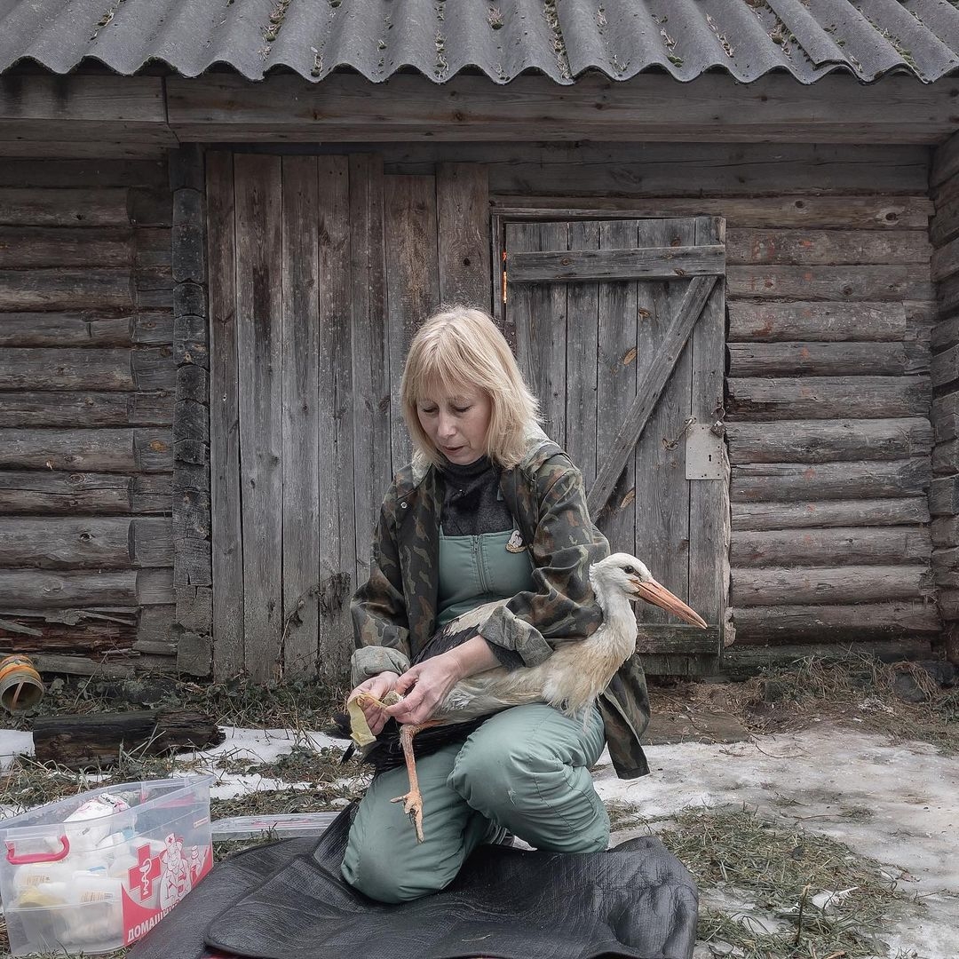 Rehabilitation center for storks in the Pskov region - The photo, Birds, Stork, Animal Rescue, Dmitry Markov, Longpost